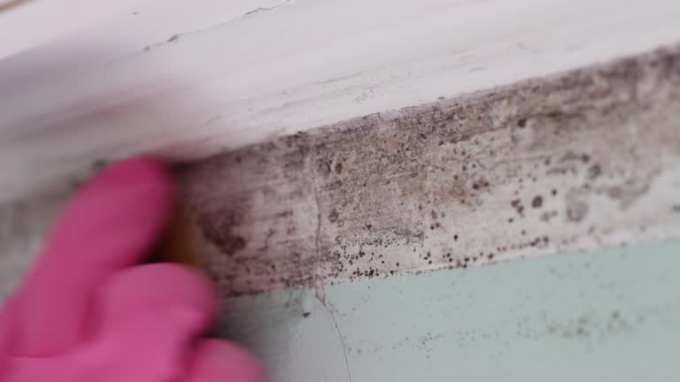 Best Emergency Mold Remediation  in Laurinburg, NC